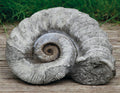 a very intricately detailed ammonite curling in on itself. situated in front of the grass of a luxury British garden