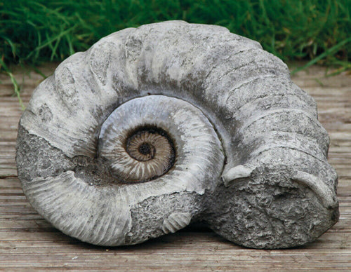 a very intricately detailed ammonite curling in on itself. situated in front of the grass of a luxury British garden