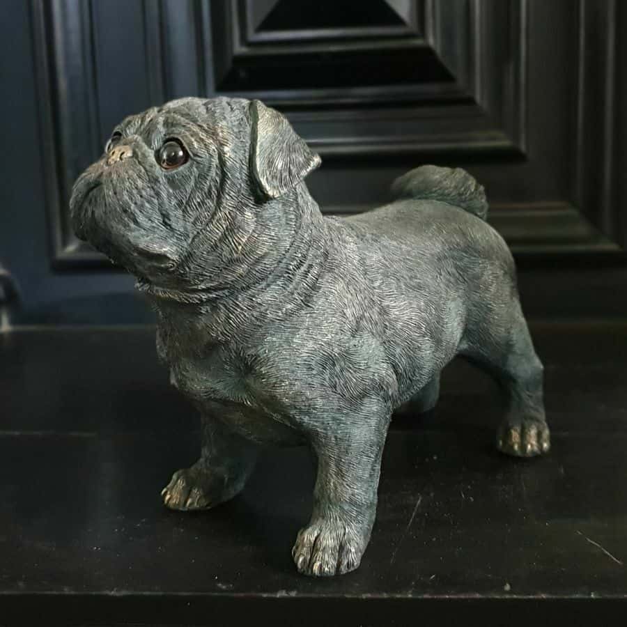 A pug with sad eyes standing attentively. Situated on the floor of a British home