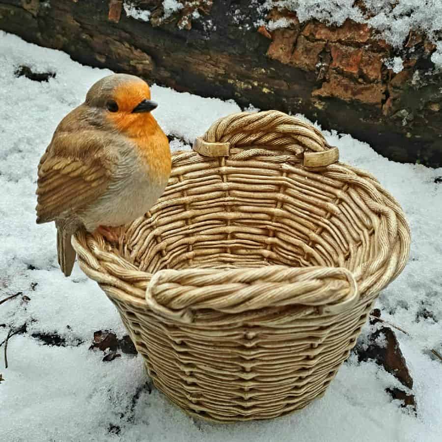 A little Robin bird perched on a wicker basket. Situated on the snow covered floor of a British garden