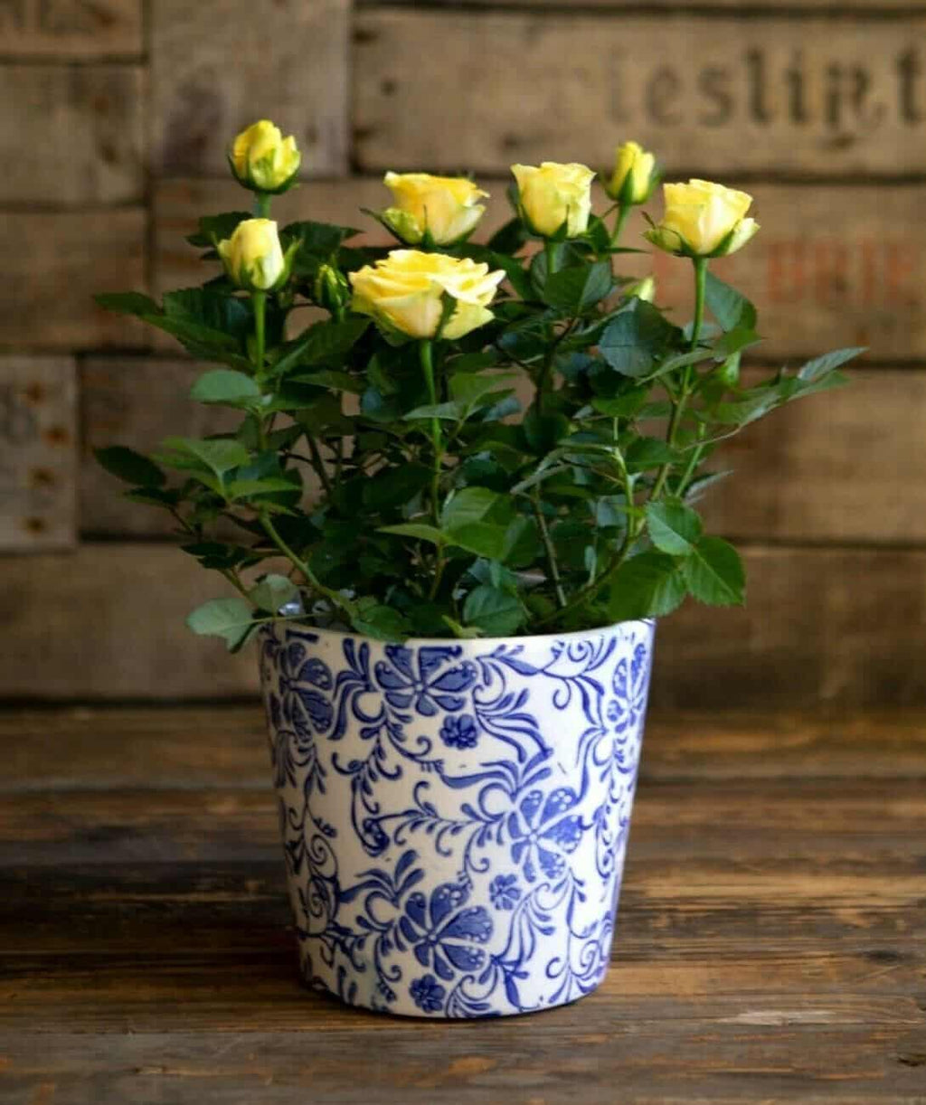 Round Ceramic Floral Planter in Blue