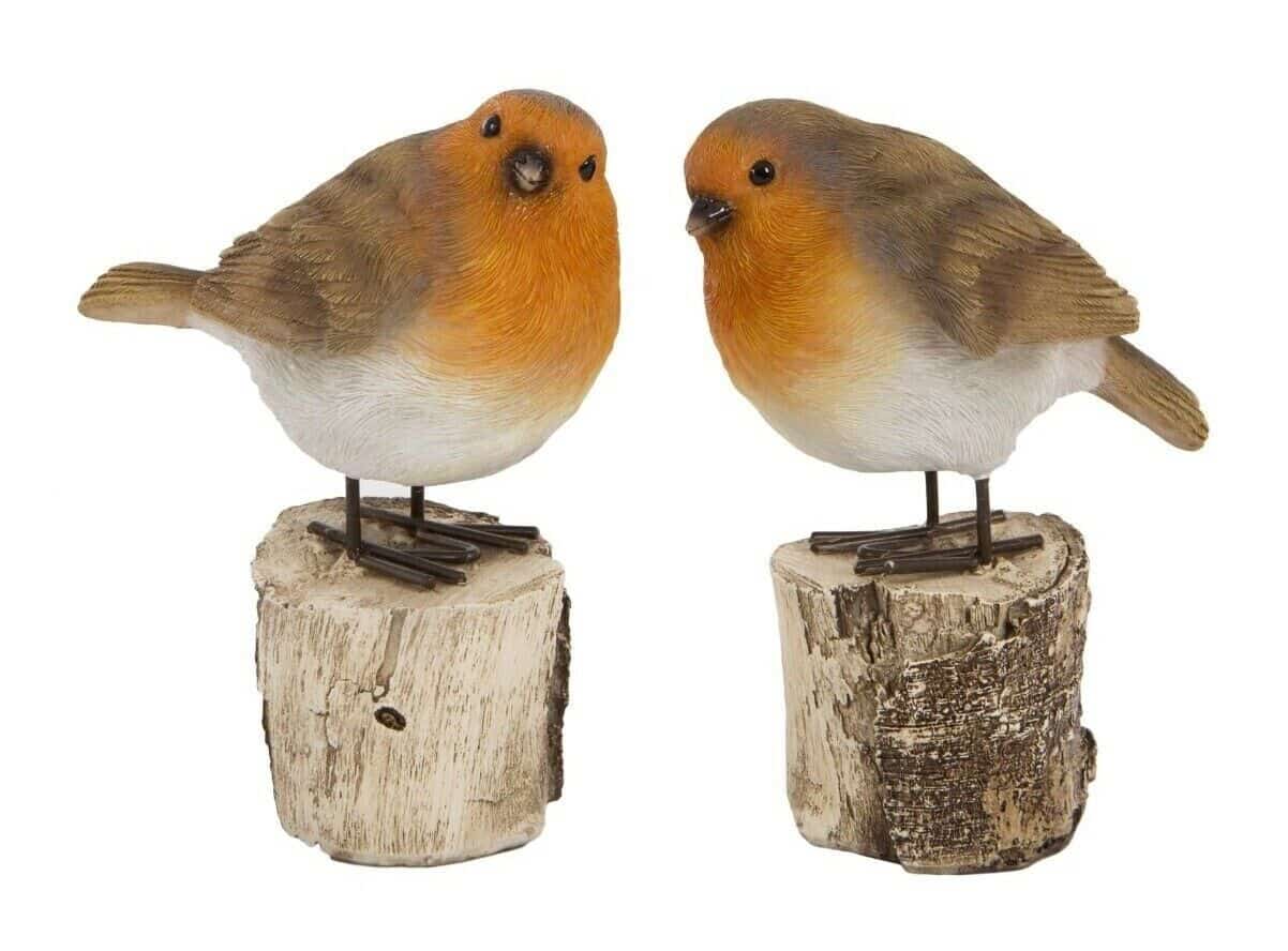 Two little robin birds with red breast. Perched on two logs and situated on a white studio background