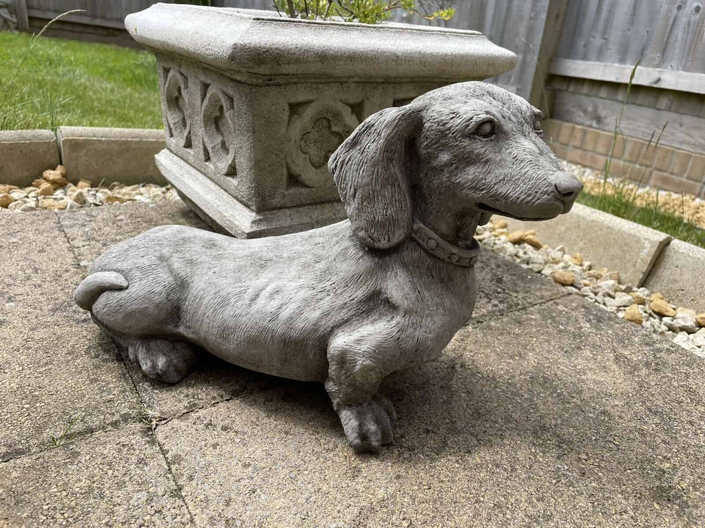 A Dachshund puppy dog with short legs and long body looking curiously. Situated in the garden of a British home with green grass in the background