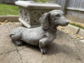 A Dachshund puppy dog with short legs and long body looking curiously. Situated in the garden of a British home with green grass in the background