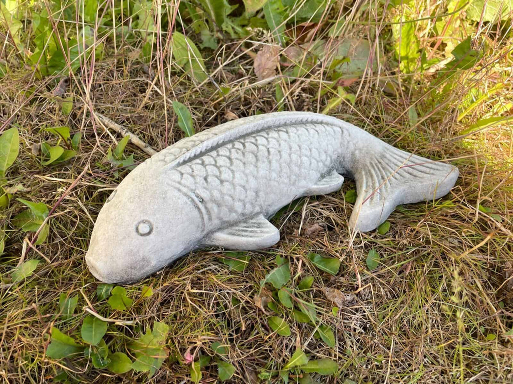 A koi carp laying in the grass of a British garden