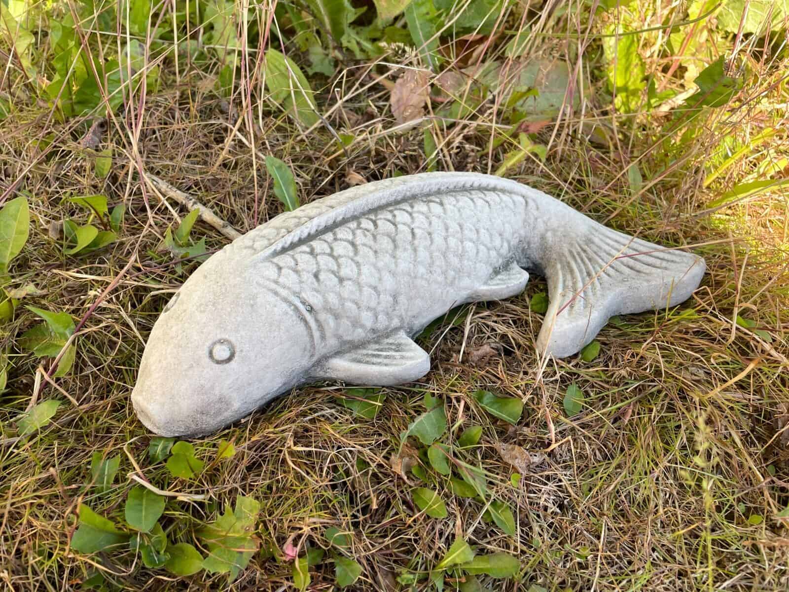 A koi carp laying in the grass of a British garden
