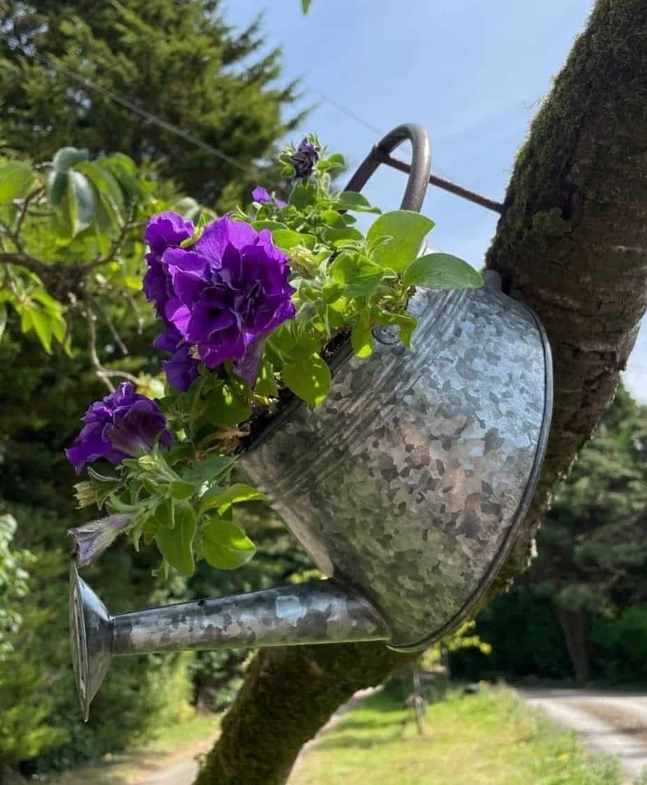 Galvanised Watering Can Hanging Wall Planter