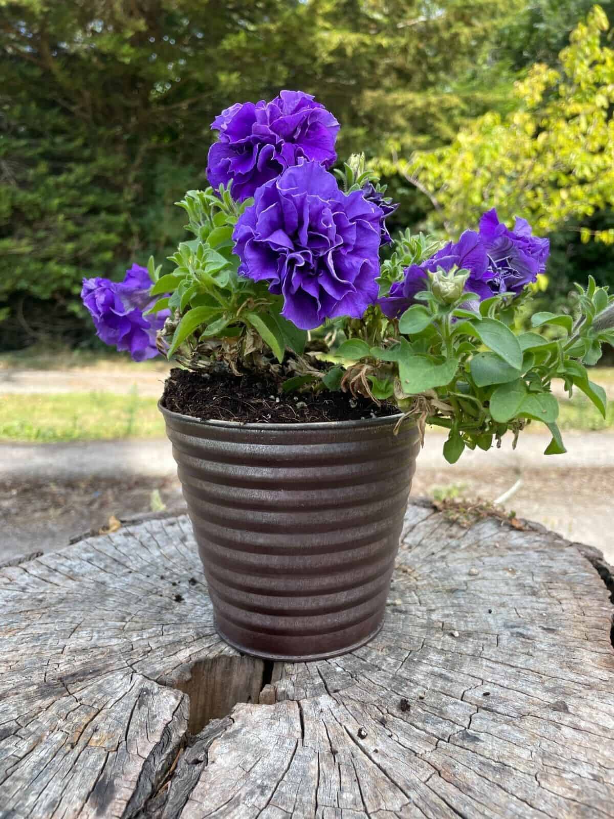Set of 4 Galvanised Flower Pots