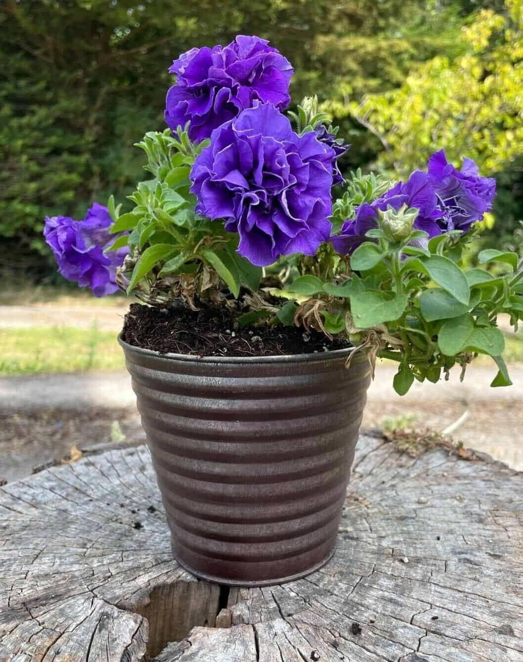Set of 4 Galvanised Flower Pots