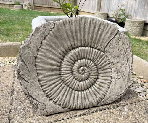 An intricate stone ammonite fossil curling outwards, encased in rock. Situated in a British garden