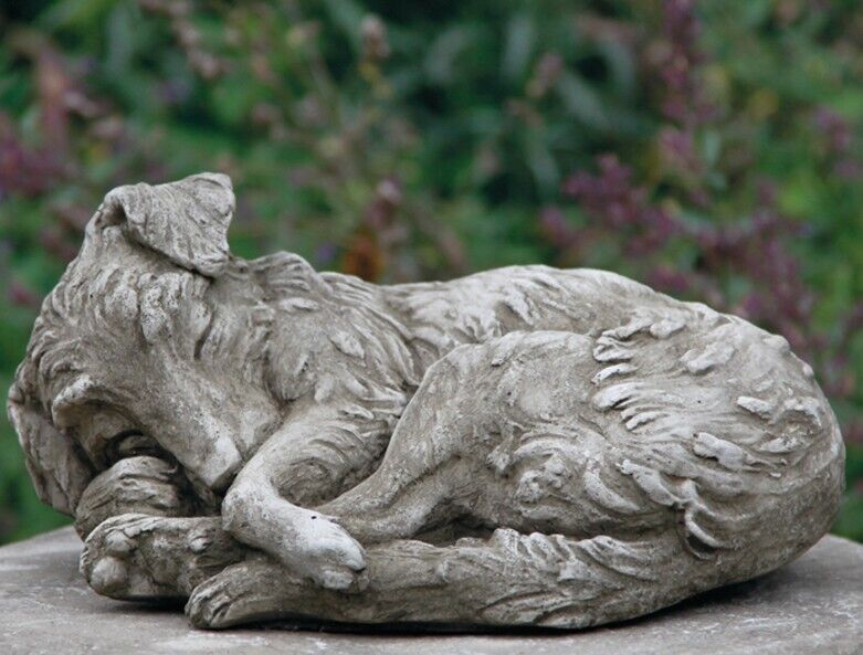 a sleeping bored collie puppy dog curled up an peaceful with detailed fur. Situated in a British garden with green and purple foliage in the background