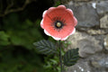 Large Metal Poppy Pink Flower Garden Ornament