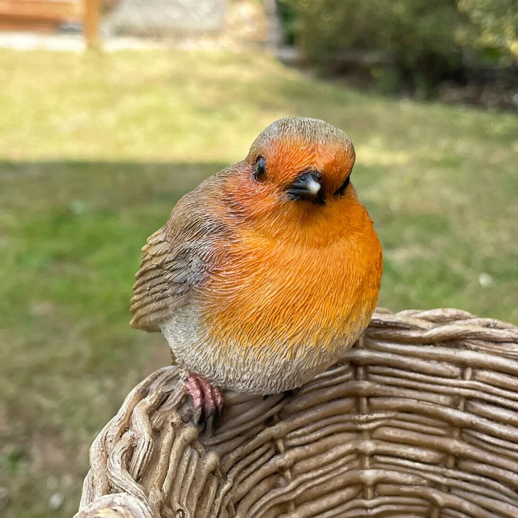 Robin on Basket Bird Feeder