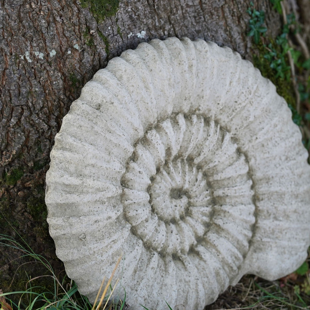 Ancient Ammonite Large 45cm Fossil Stone