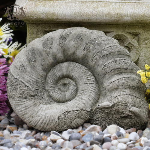 Ammonite Fossil Statue Thick
