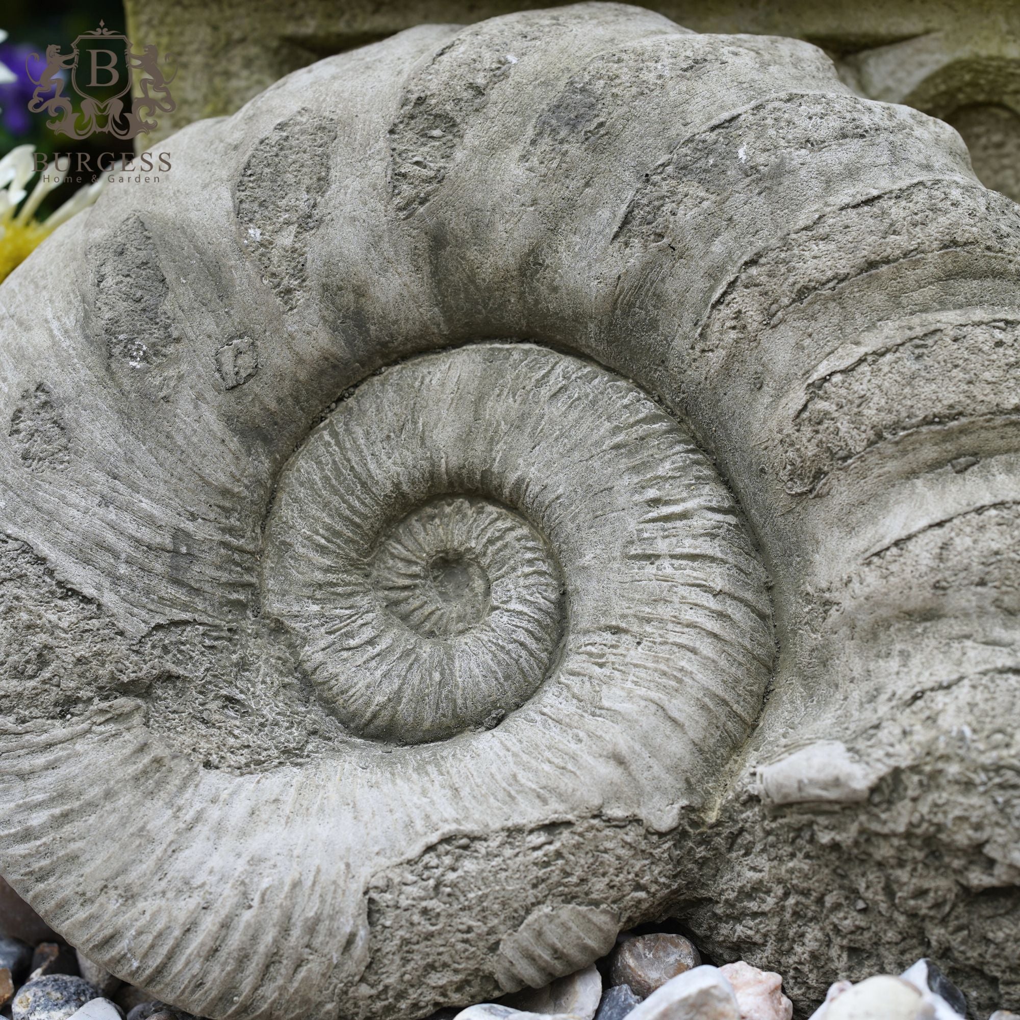 Ammonite Fossil Statue Thick
