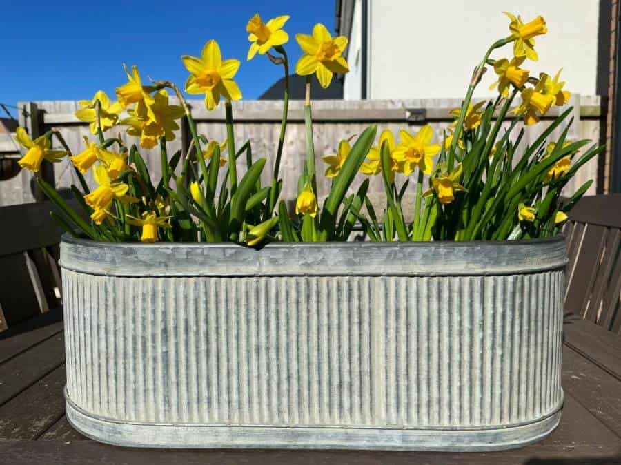 A ribbed metal plant pot featuring beautiful yellow daffodils on the table of a British garden