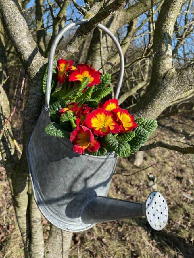 Galvanised Zinc Watering Can Hanging Wall Planter Pot
