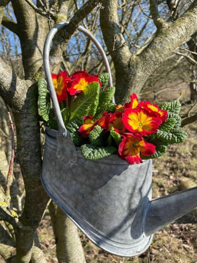 Galvanised Zinc Watering Can Hanging Wall Planter Pot