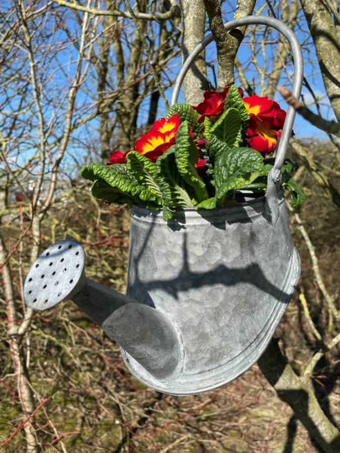 Galvanised Zinc Watering Can Hanging Wall Planter Pot