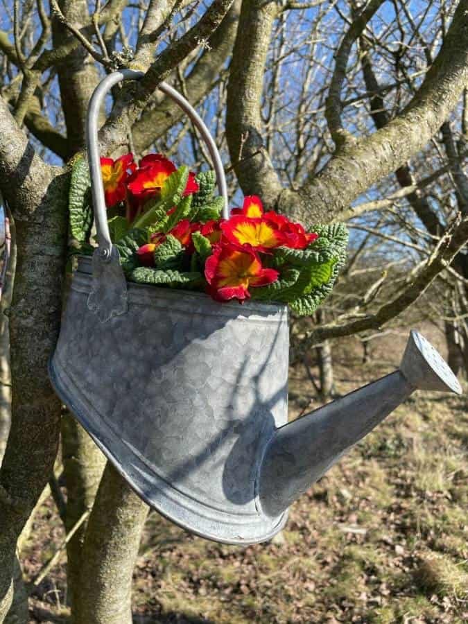Galvanised Zinc Watering Can Hanging Wall Planter Pot