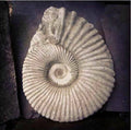 Ammonite Fossil Statue
