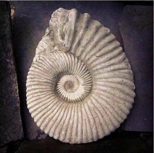 Ammonite Fossil Statue