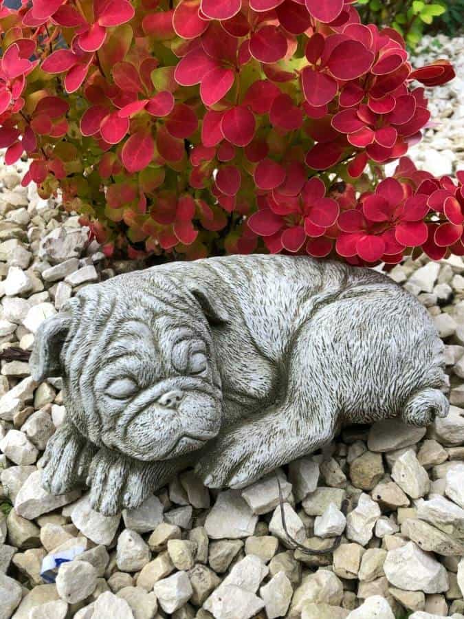 A sleeping pug stone statue laying in front of a red flower bed in a british garden