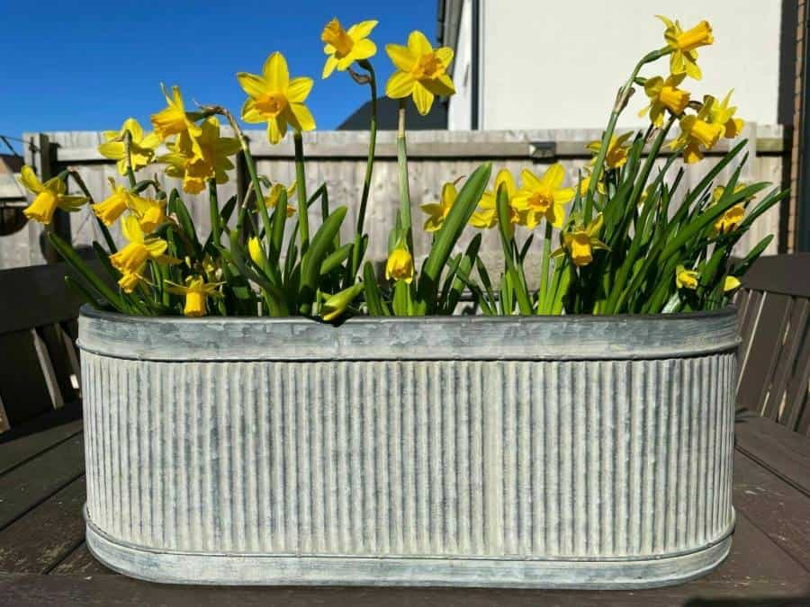A metal flower planter of faded silver/grey finish with bright yellow daffodils with green stems contained within. Situated on the wooden table of a British garden