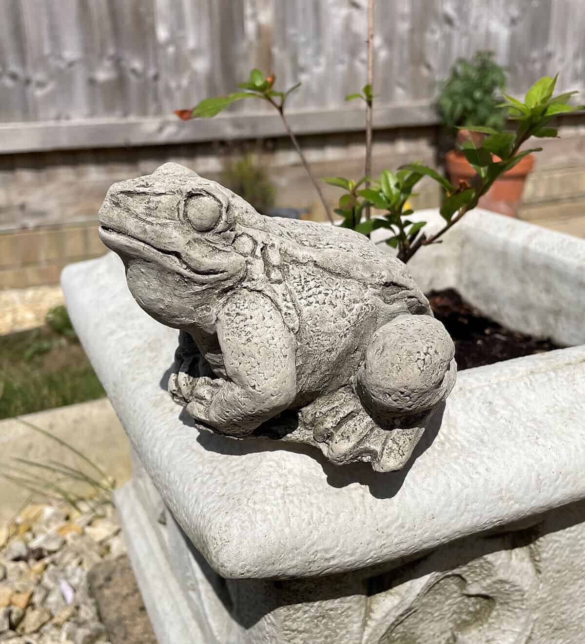 A warty frog in a crouched position with large eyes and hind legs. Situated on a flower pot in a British garden